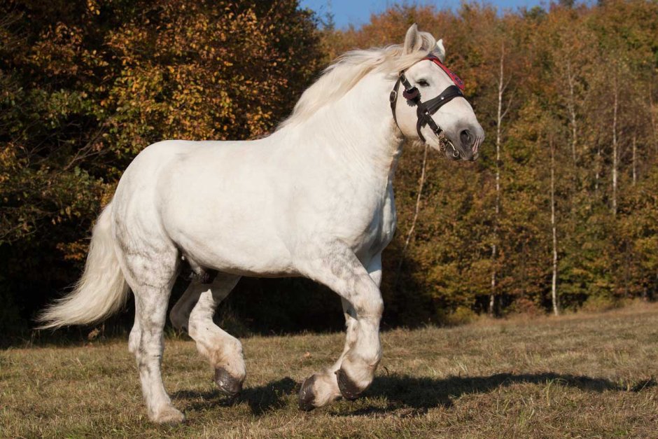 Пегий Першерон