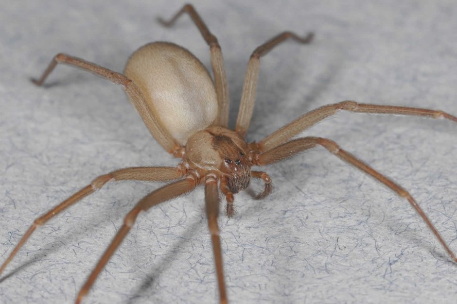 Loxosceles reclusa – паук отшельник