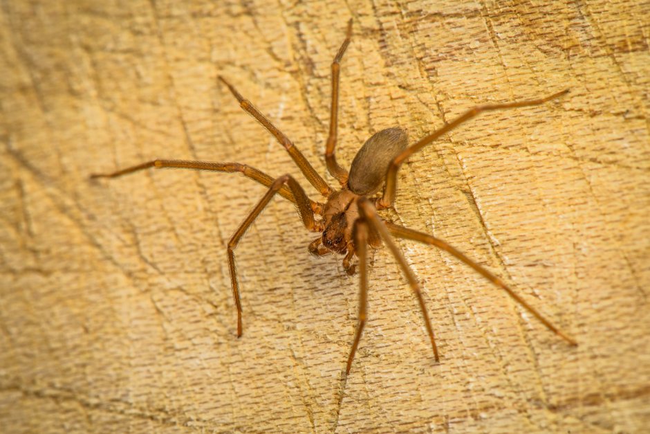 Loxosceles reclusa – паук отшельник