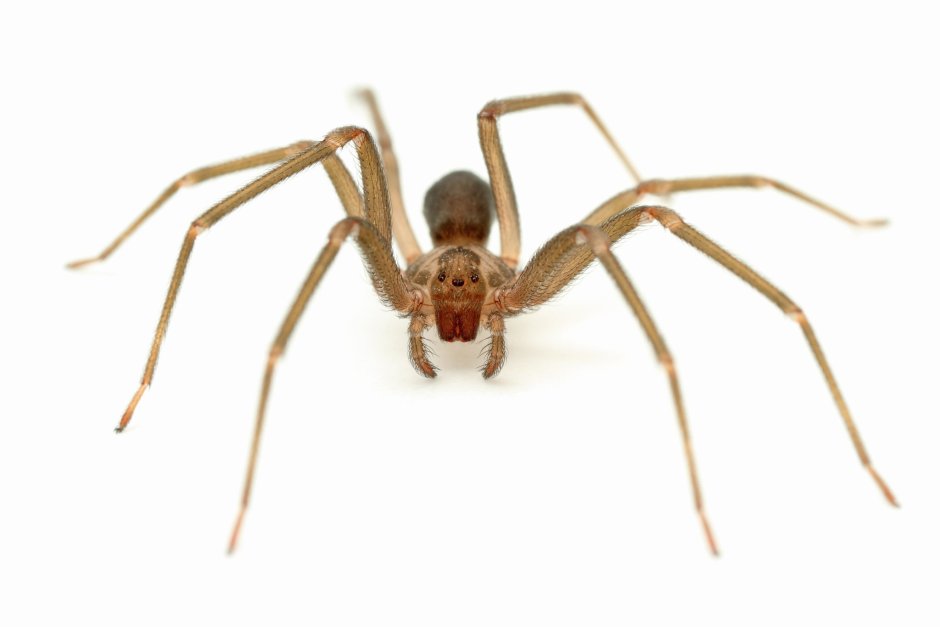 Brown Recluse Spider паук