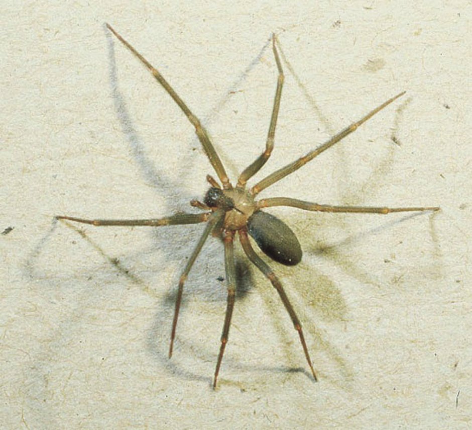 Аранеоморфные пауки Loxosceles reclusa