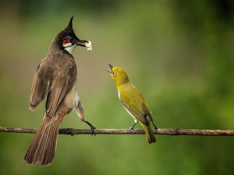 Природа животные птицы