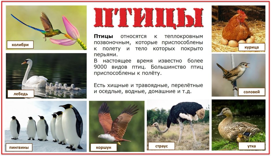 Птица относящиеся к позвоночным