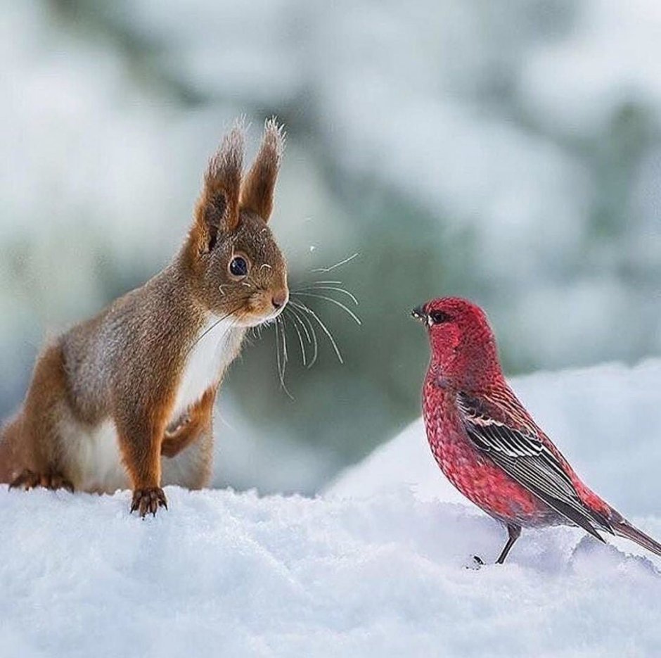 Живая природа зимой
