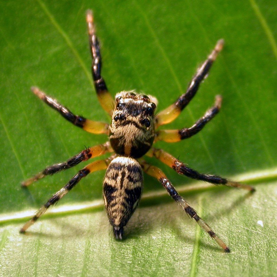 Бабочка Brenthia hexaselena