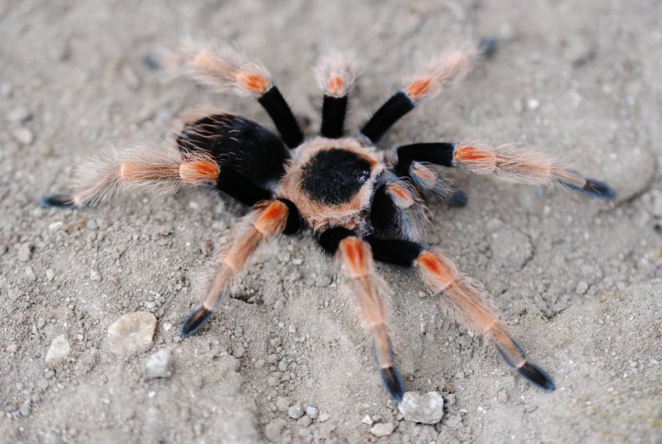 Brachypelma baumgarteni