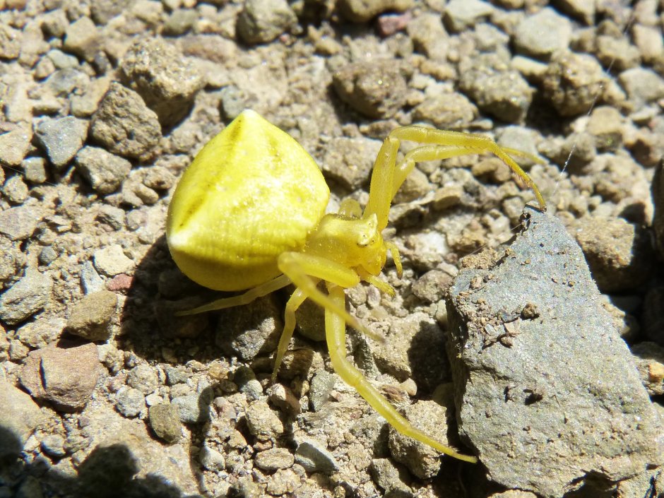 Thomisus onustus