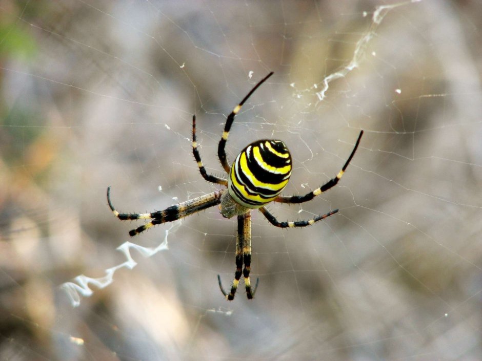 Argiope bruennichi juvenile