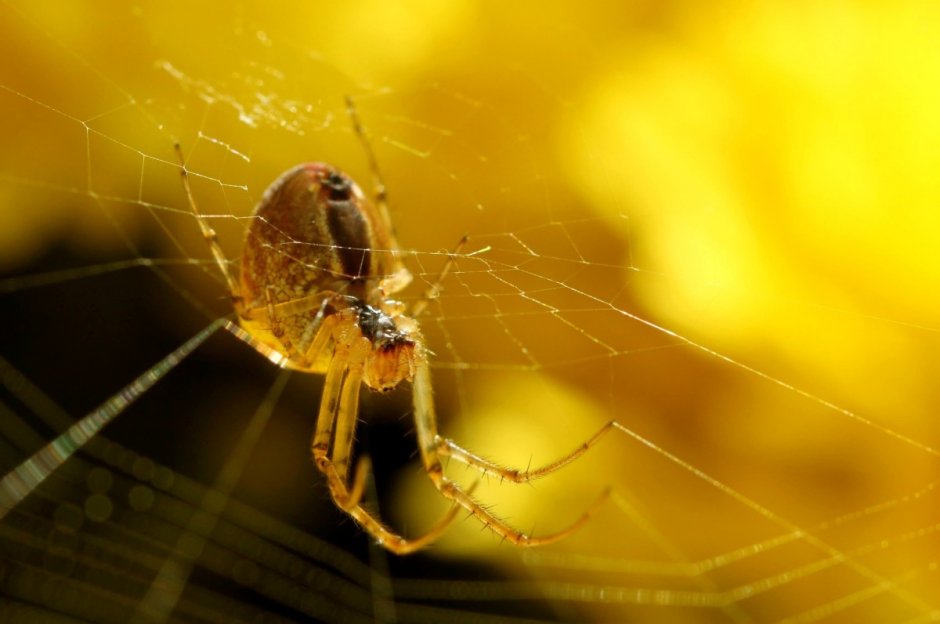 Паук Theridion