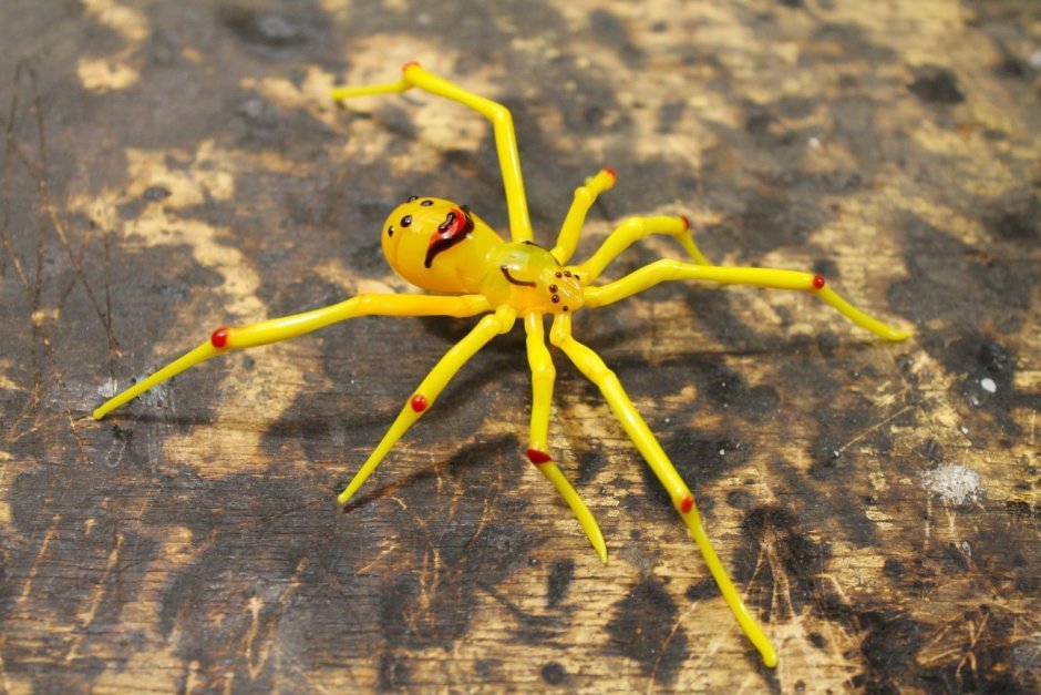 Hawaiian Happy-face Spider