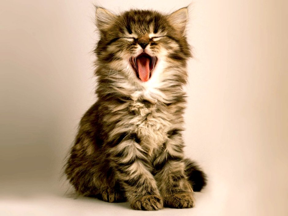 Смешной кот