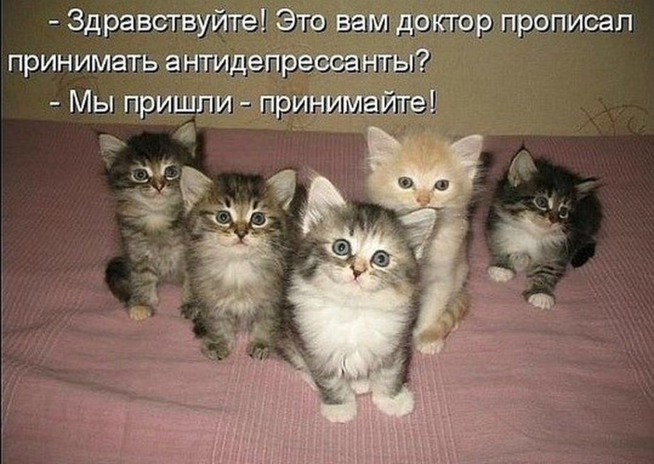 Котик с денежкой смешно