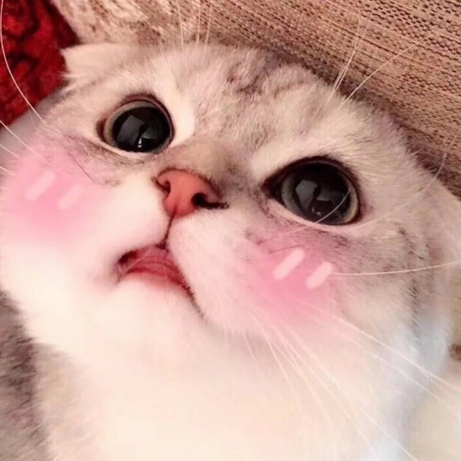 Фиолетовая кошка