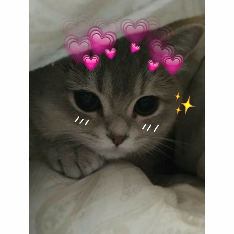 Очень милые котики