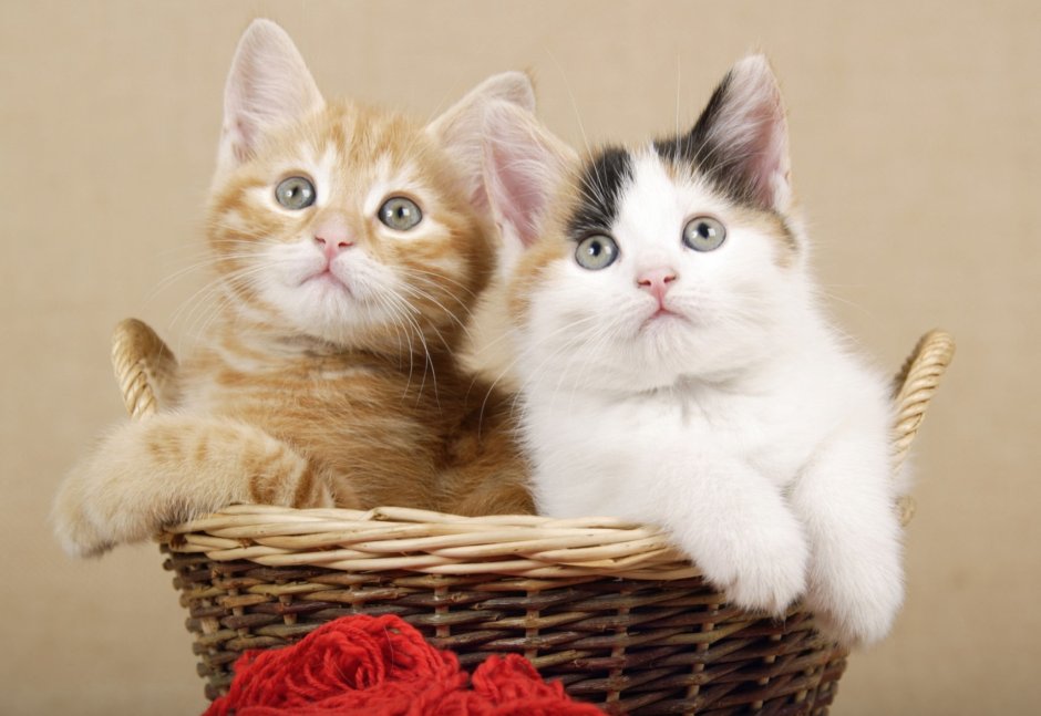 Котята в корзинке