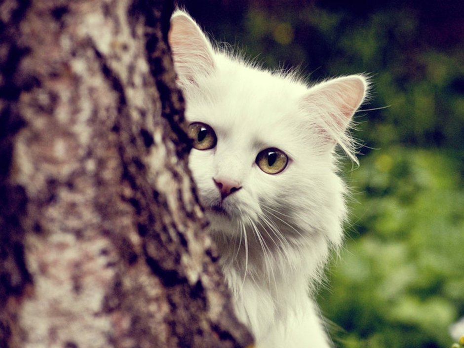 Милые котики