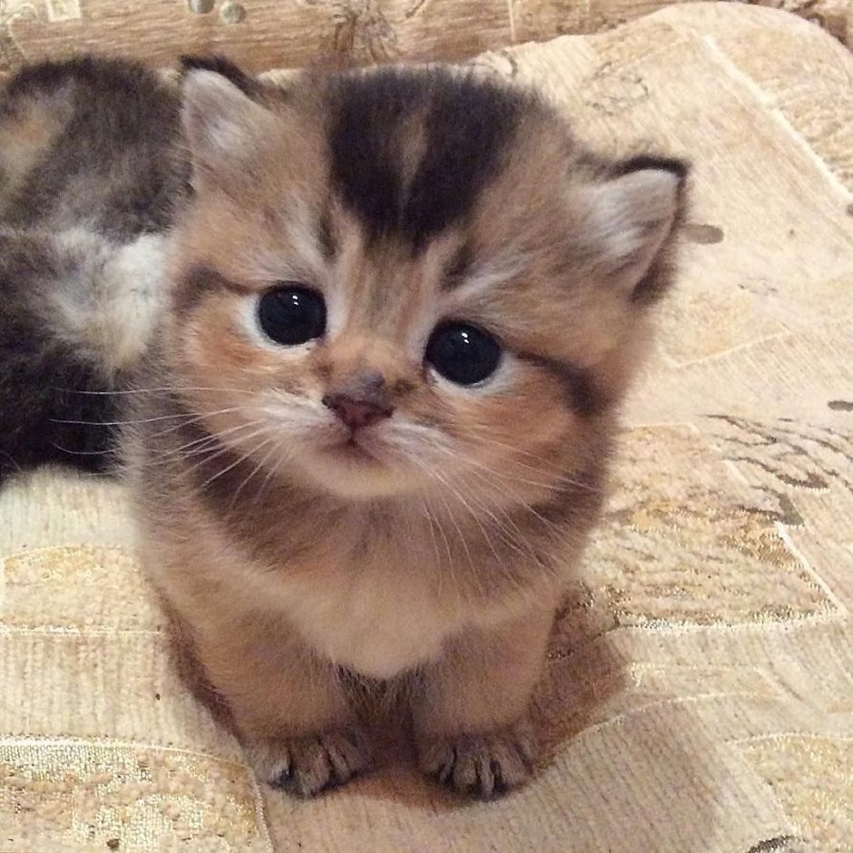 Котики с сердечками