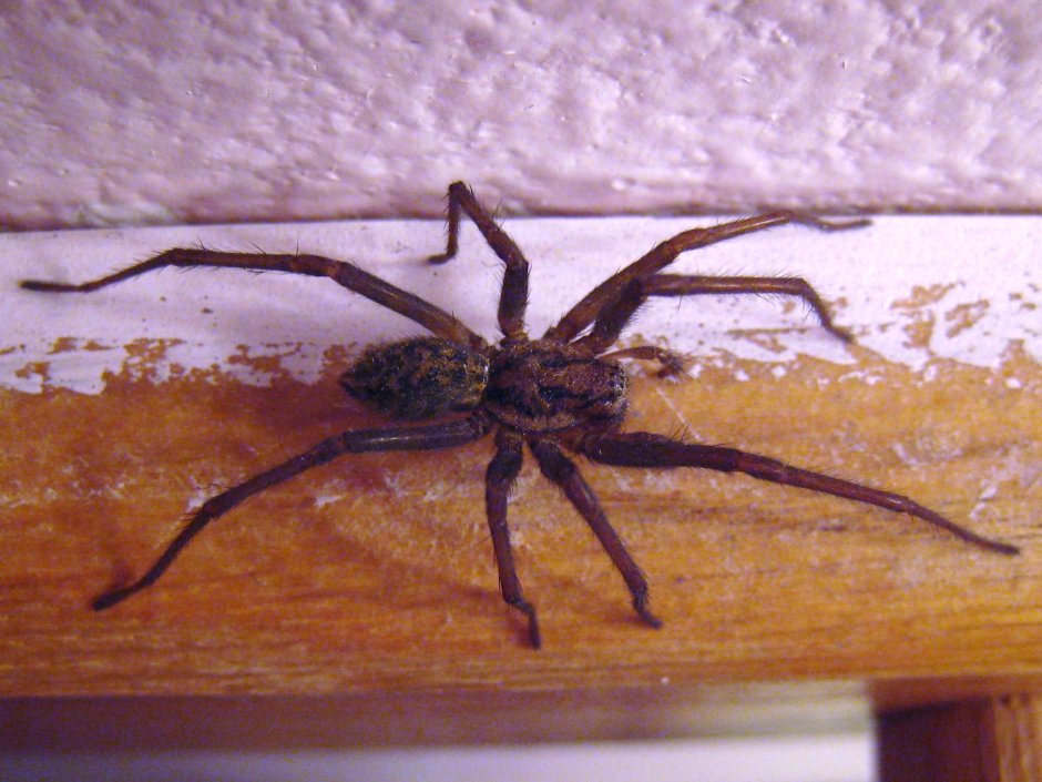 Домовый паук Tegenaria domestica