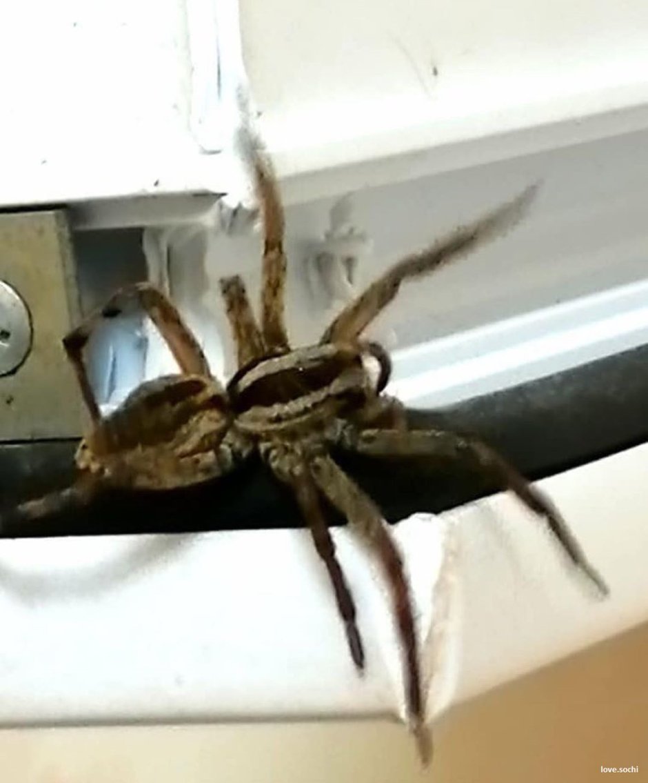 Chromatopelma cyaneopubescens в руках