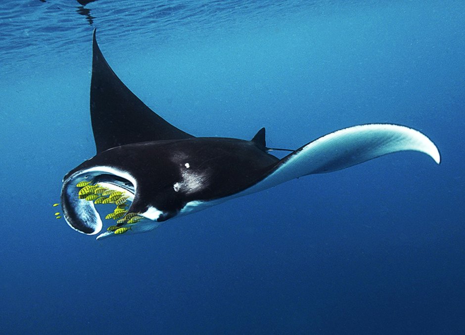 Manta ray 4800*3301