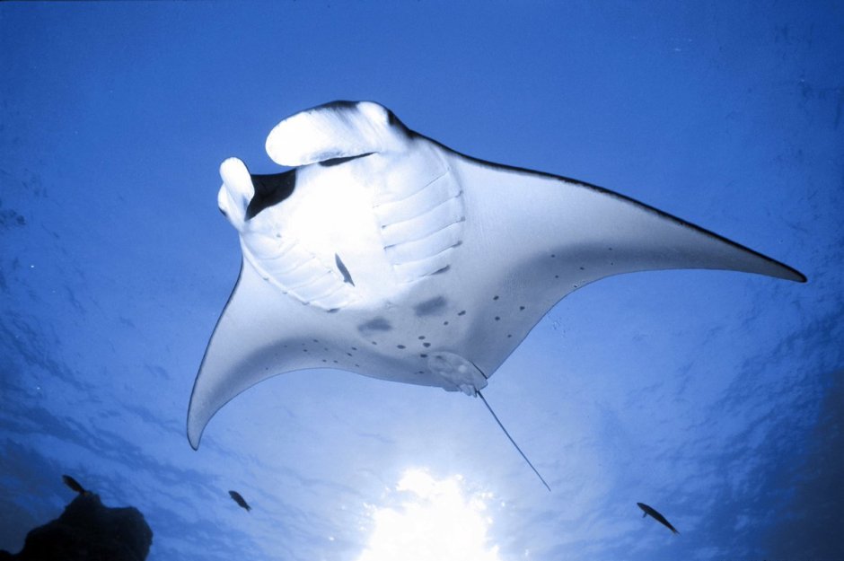 Giant Oceanic Manta ray
