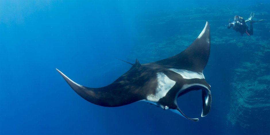 Poisson chat - ray Manta