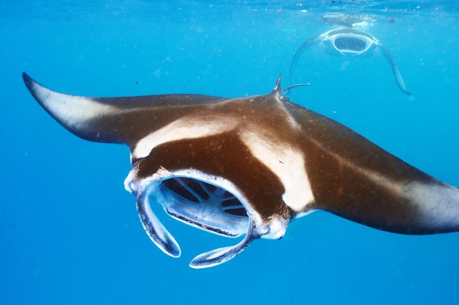 Giant Oceanic Manta ray