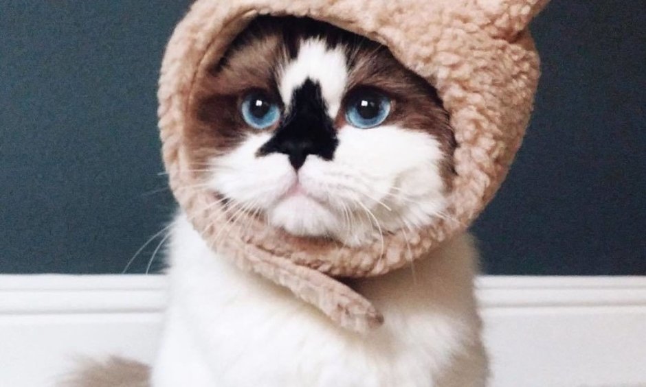Кот в шапке