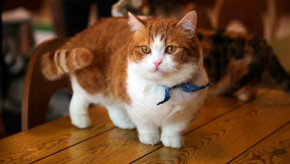 Курсед кот