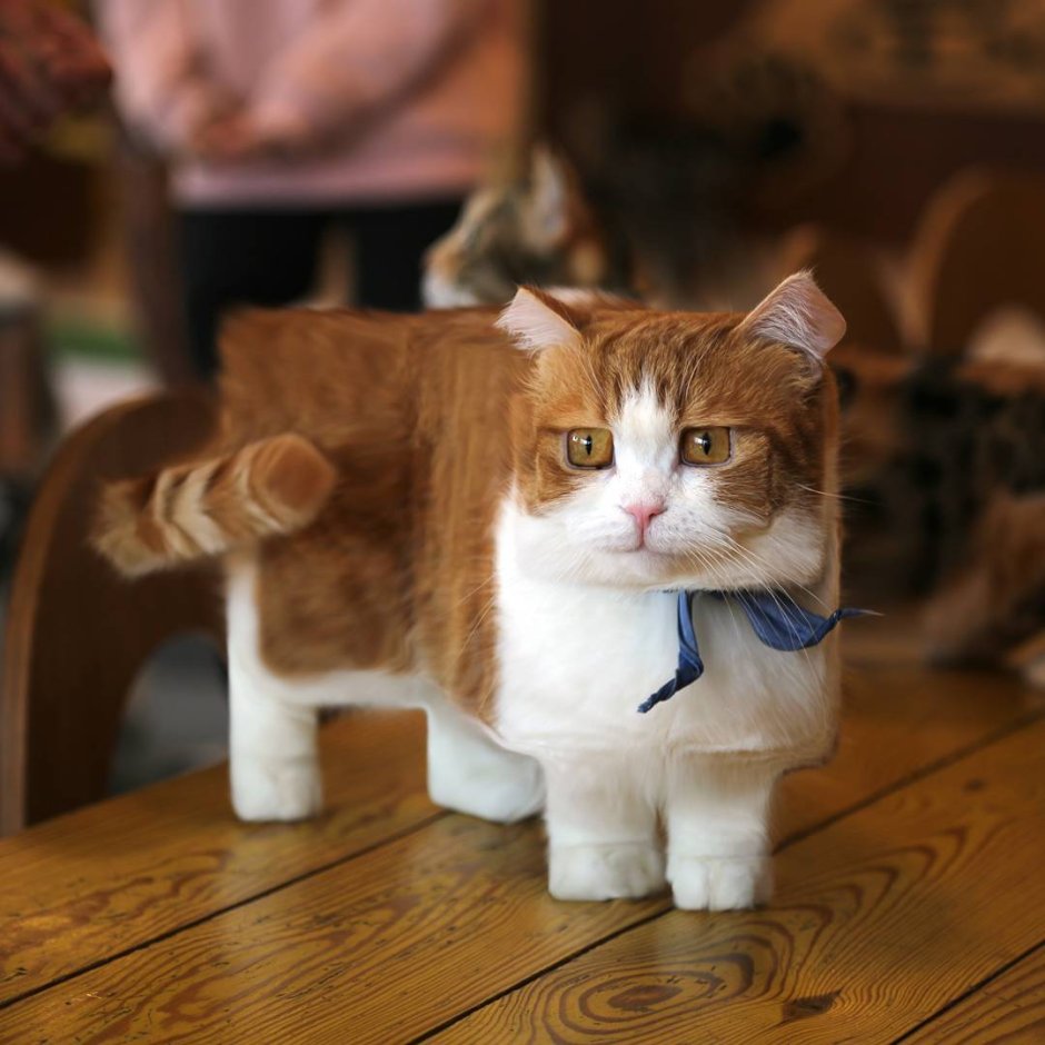Манчкин кот