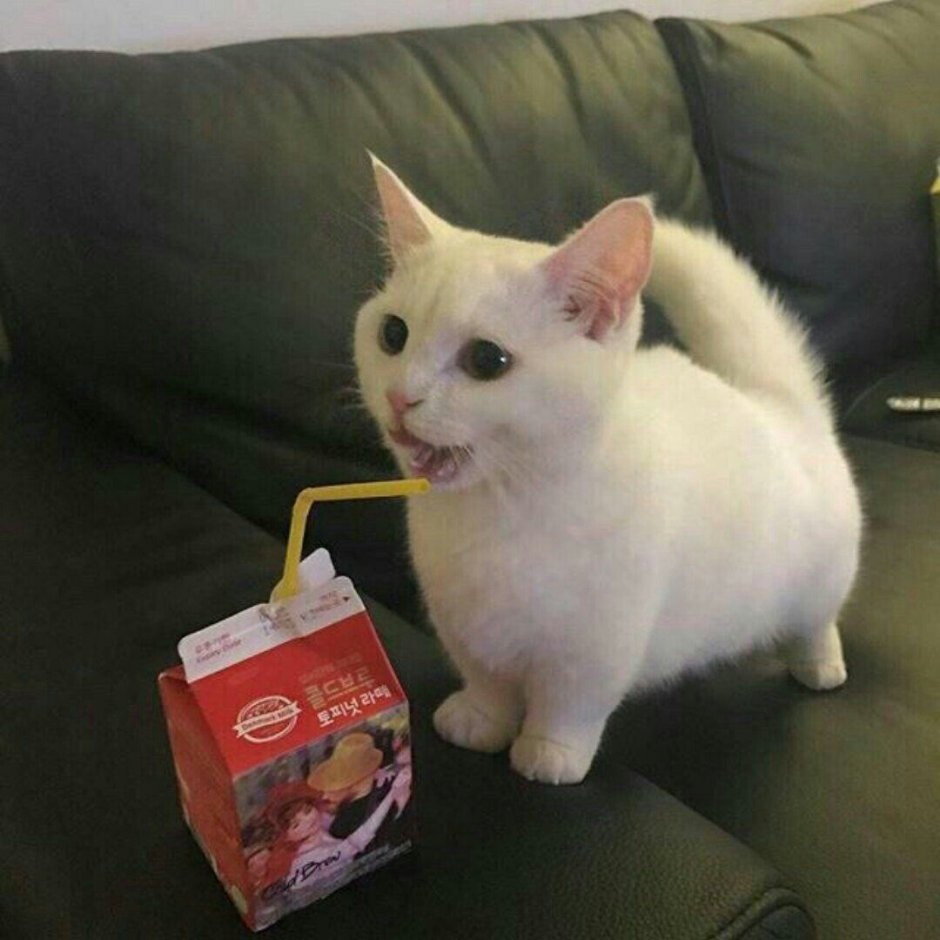Котенок Манчкин Мем