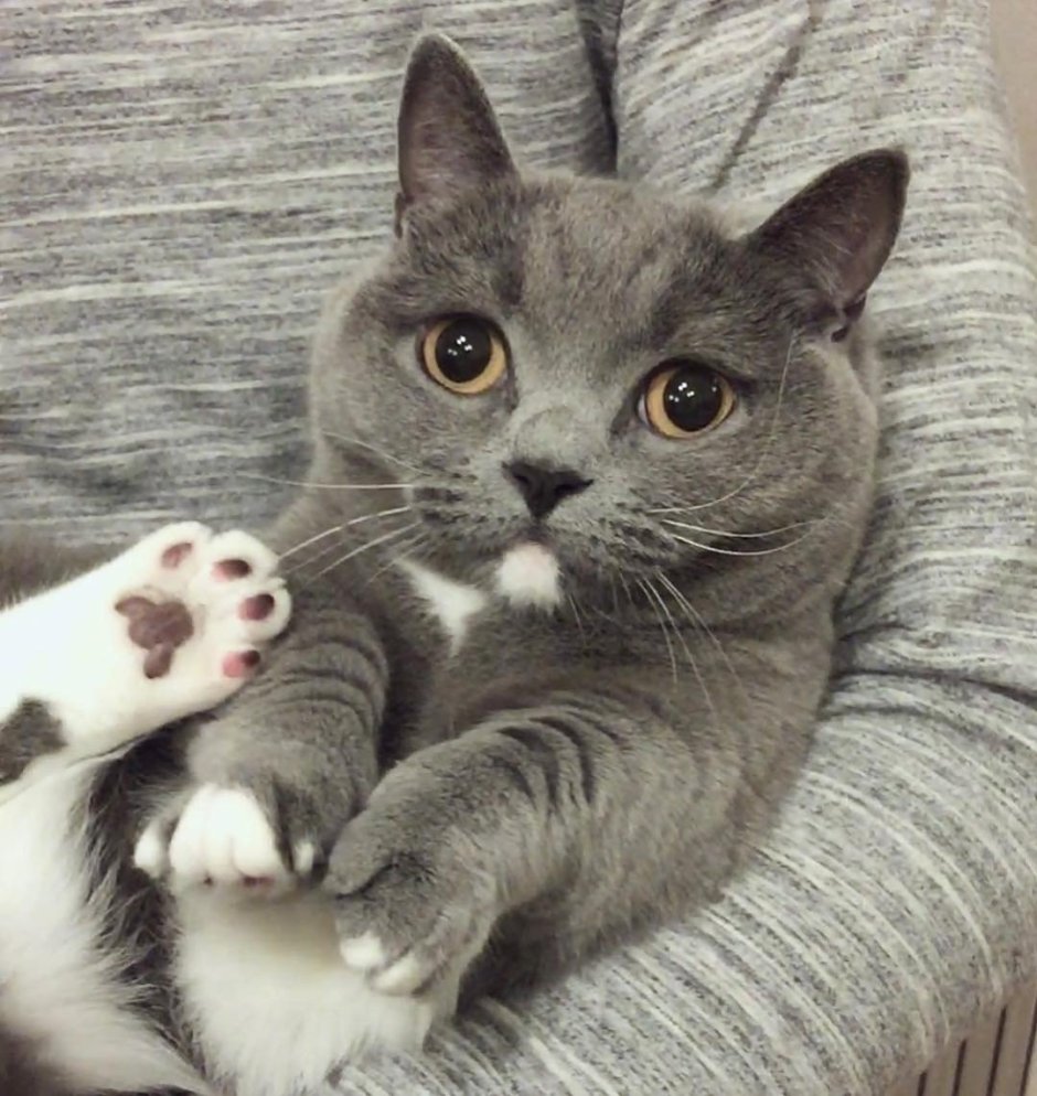 Кот Мажирин