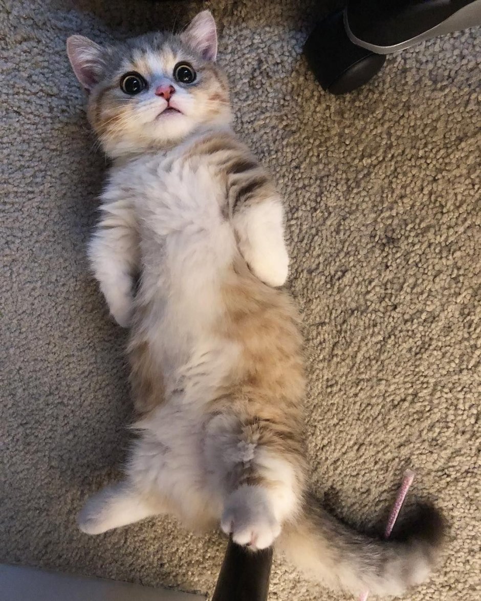 Храбрый кот