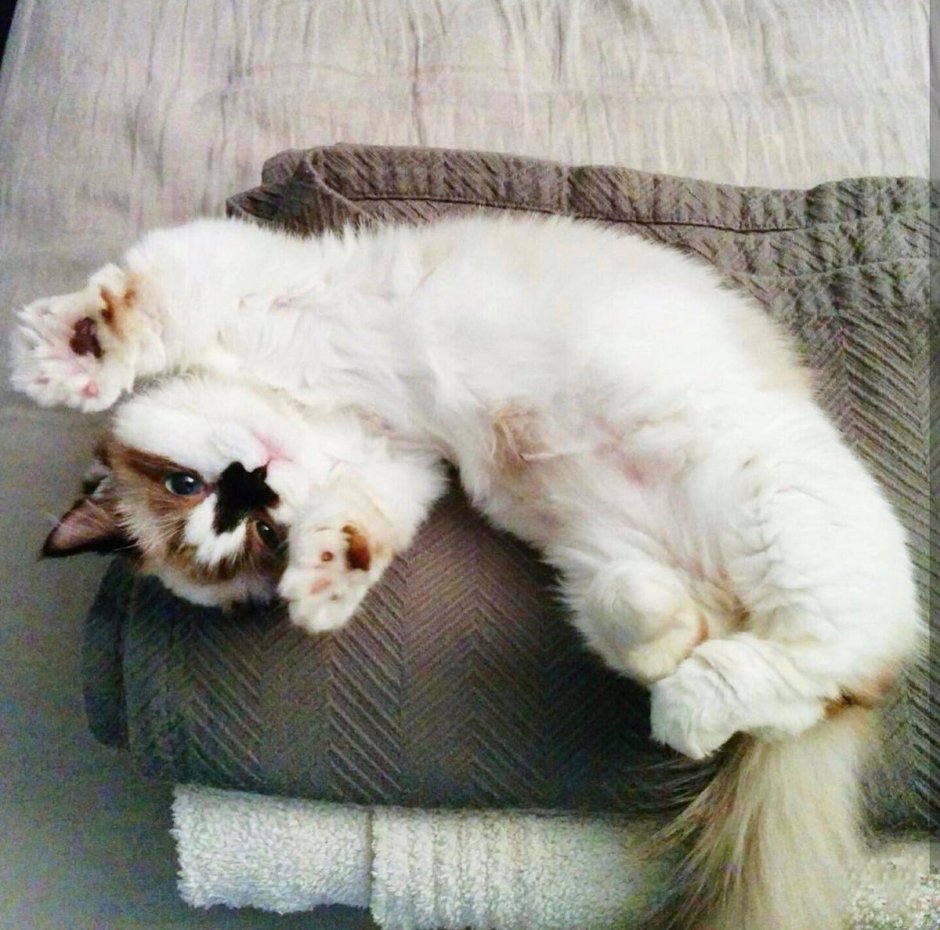 Спящий кот Манчкин