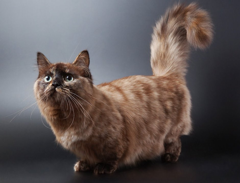 Коты Манчкин