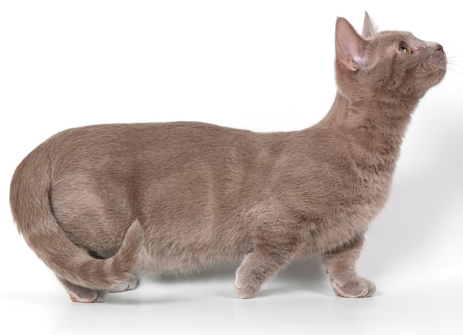 Манчкины кошки