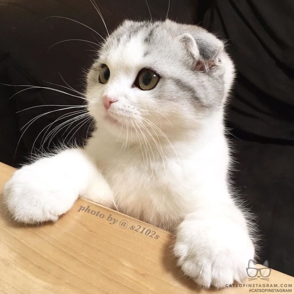 Скоттиш фолд Манчкин