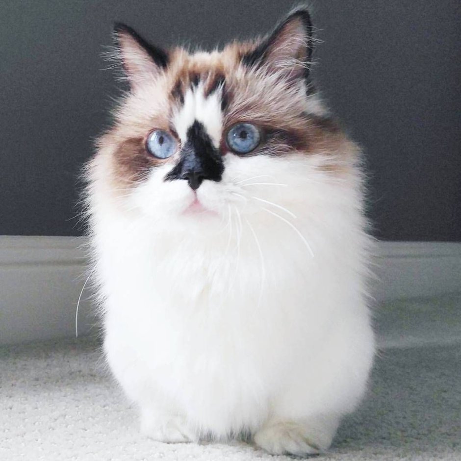 Munchkin Cat gato