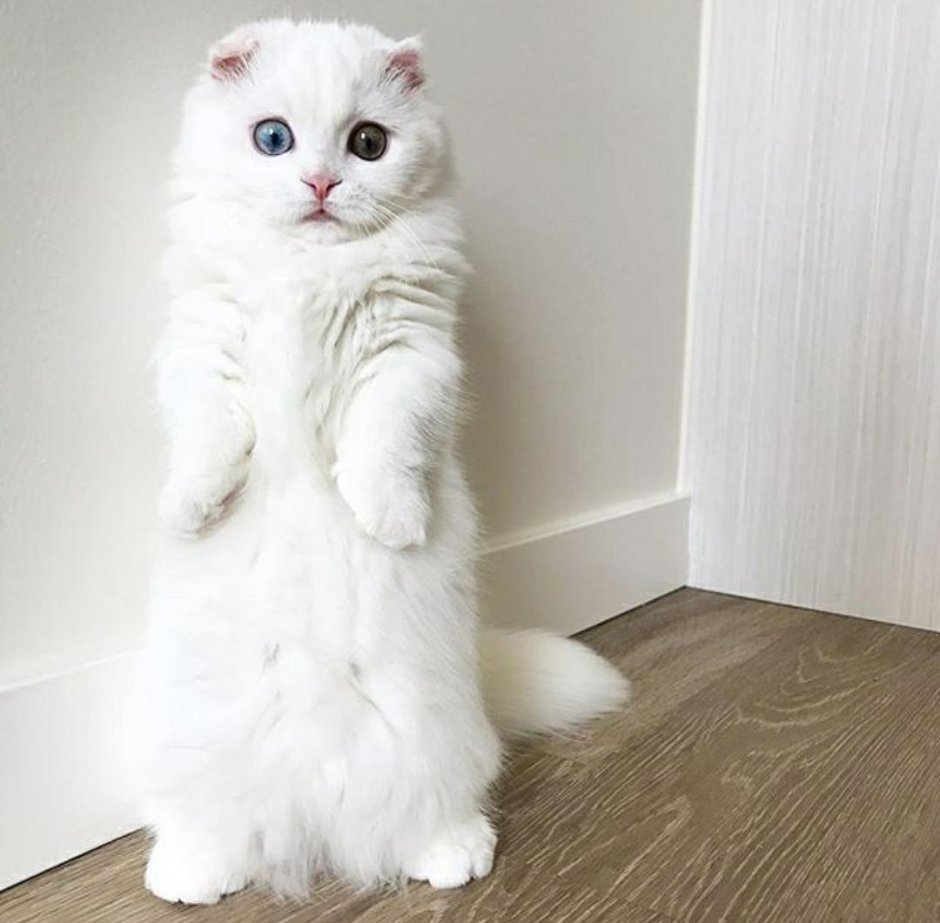 Экзот кошка