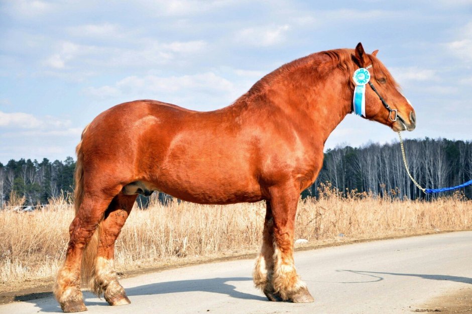 Породы лошадей Клейдесдаль