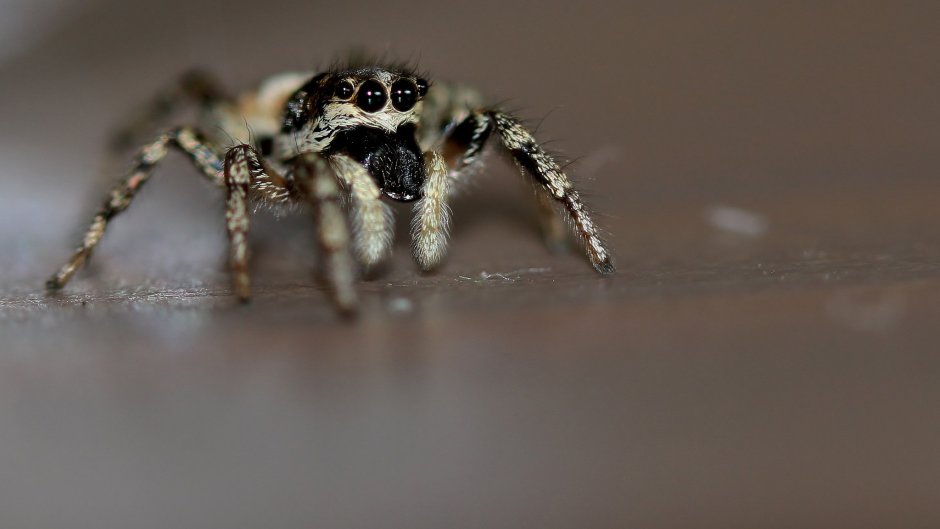 Тарантул Lycosa Narbonensis