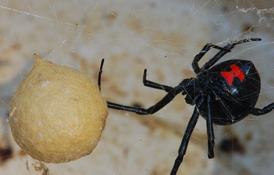 Redback Spider паук