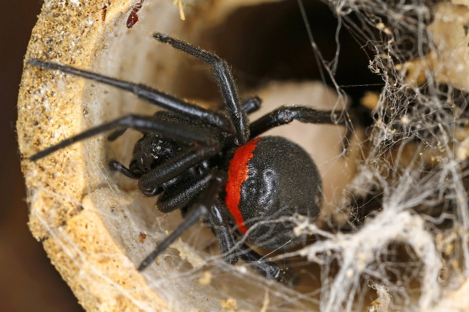 Каракурт (Latrodectus tredecimguttatus)
