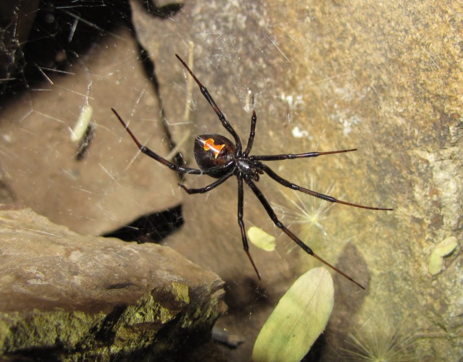 Желтосумый паук Cheiracanthium punctorium