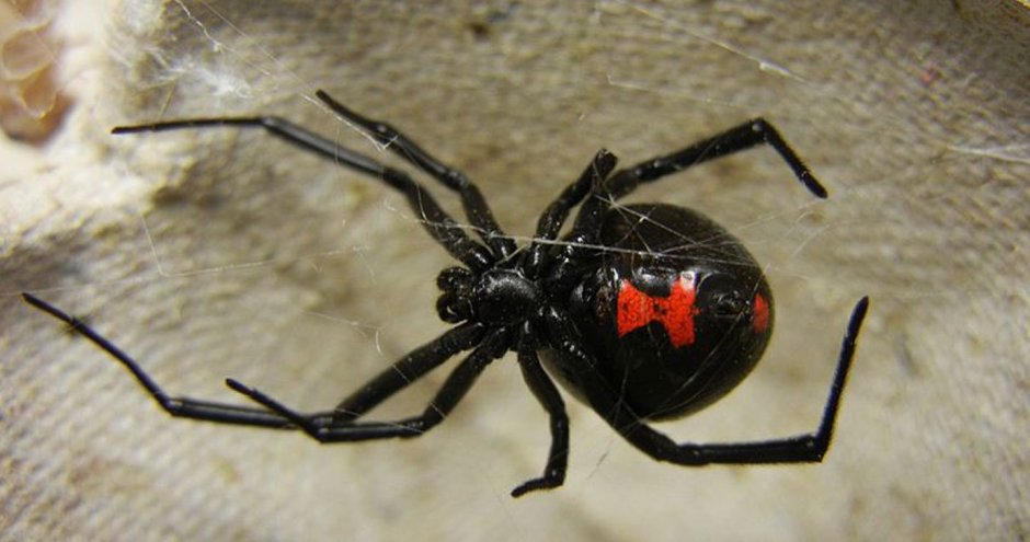 Lycosa praegrandis