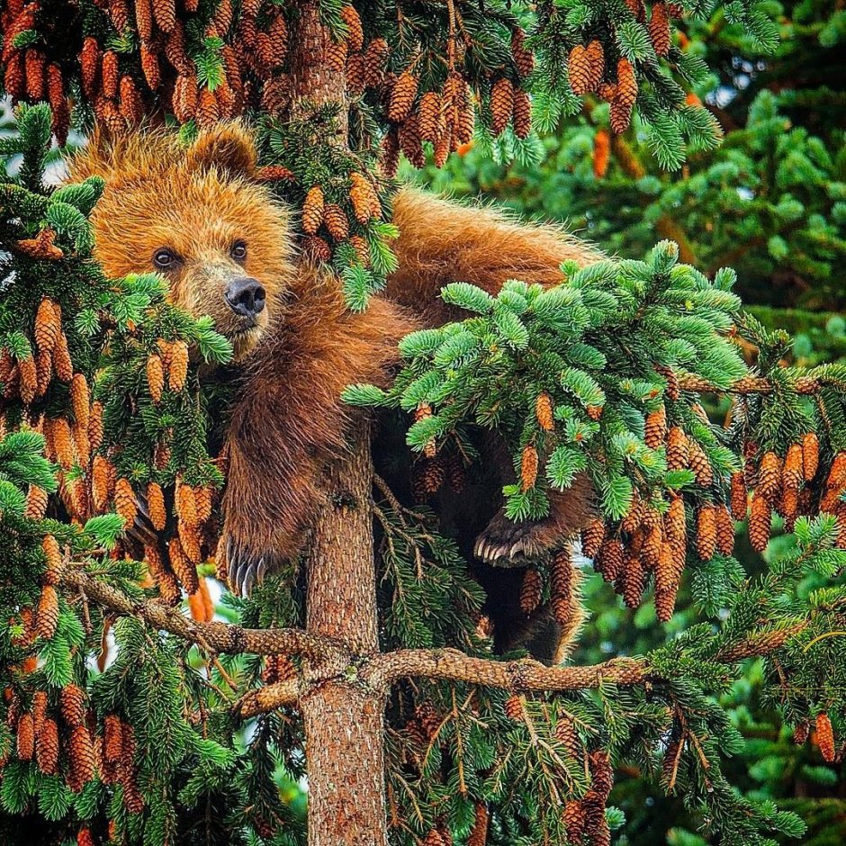 Животные хвойного леса