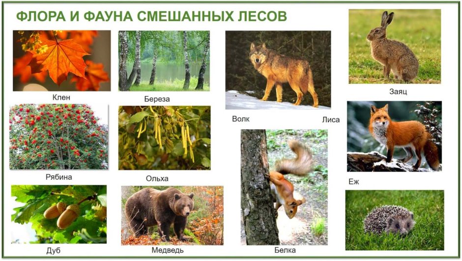 Медведь на дереве