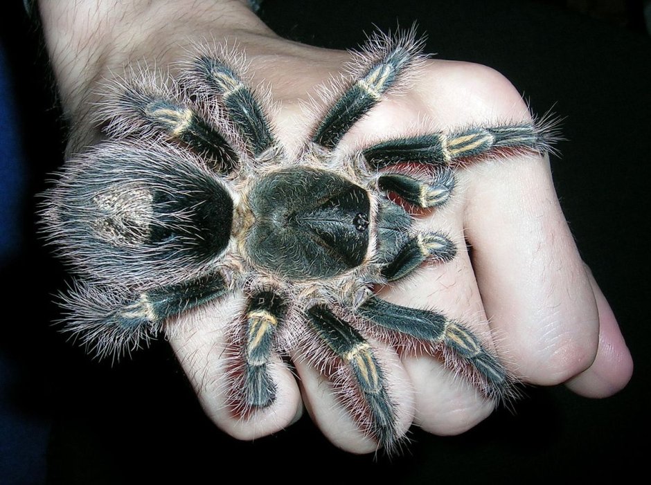Grammostola aureostriata Grammostola pulchripes