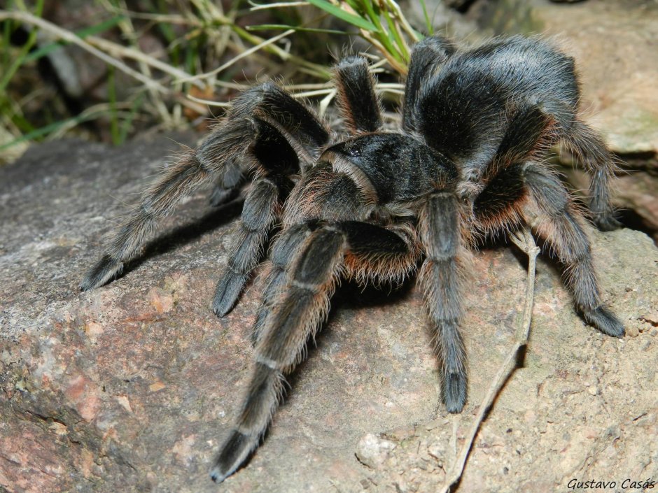 Паук птицеед Avicularia versicolor