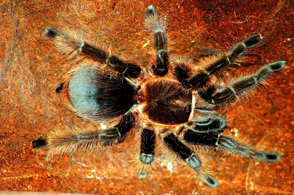 Синий птицеед Poecilotheria Metallica